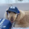 Baseball Cap for Dogs Baseball Cap for Dogs