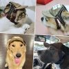 Baseball Cap for Dogs Baseball Cap for Dogs