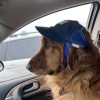 Baseball Cap for Dogs Baseball Cap for Dogs
