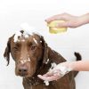 Bathroom Brush for Dog Bathroom Brush for Dog