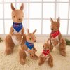 Cute Australian Kangaroo Cute Australian Kangaroo
