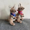 Cute Australian Kangaroo Cute Australian Kangaroo
