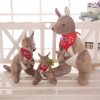 Cute Australian Kangaroo Cute Australian Kangaroo
