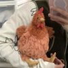 Cute Plush Chicken Doll Soft Stuffed Decorative Toy