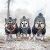 Dog Beanie