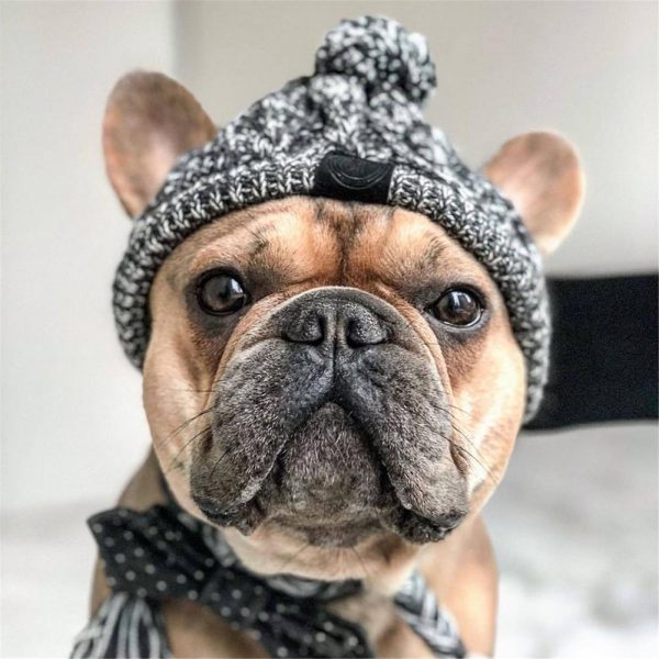 Dog Beanie