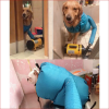 Dog dryer bag. Pet accessories. Quickly and easily dry. Dog dryer bag. Pet accessories. Quickly and easily dry.