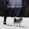 Dog Harness Mushing X Back Training Vest Dog Harness Mushing X Back Training Vest
