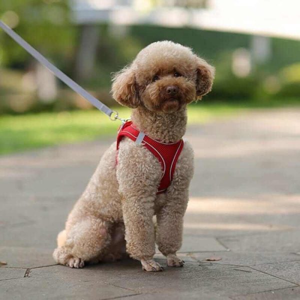 Dog Harness Vest and Leash