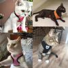 Dog Harness with Leash Dog Harness with Leash