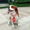 Dog Holiday Neckties