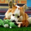 Dog Interactive Teeth Cleaning Toy Dog Interactive Teeth Cleaning Toy