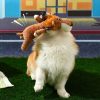 Dog Interactive Teeth Cleaning Toy Dog Interactive Teeth Cleaning Toy