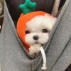 Dog Winter Hoodies