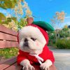 Dog Winter Hoodies