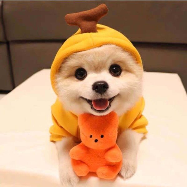 Dog Winter Hoodies