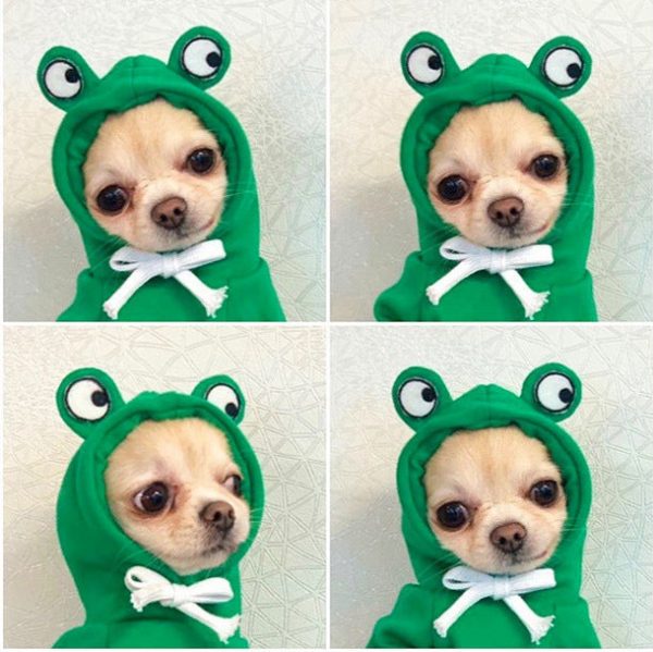 Dog Winter Hoodies