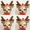 Dog Winter Hoodies