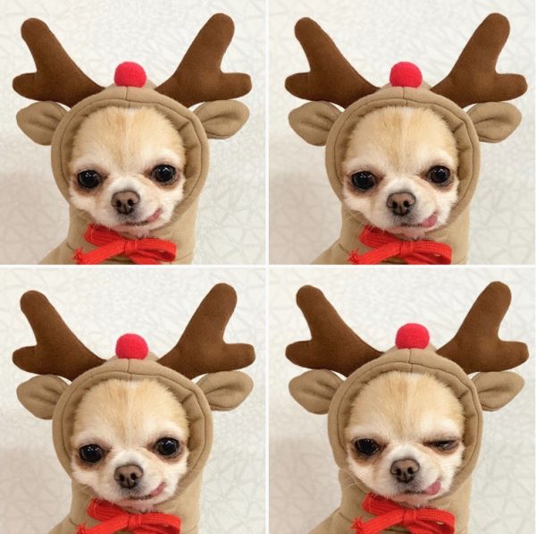 Dog Winter Hoodies