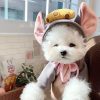 Dog Winter Hoodies