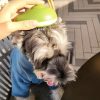 Portable Cat Grooming Massage Brush One-Button Remove
