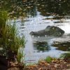 Rc Sneakyswim Alligator Toy
