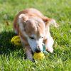Rubber Toy Ball for Dogs