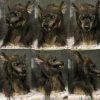 Scary Halloween Wolf Mask
