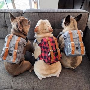 Small Dog Backpack Harness