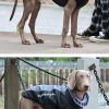 Waterproof Jacket for Dogs Waterproof Jacket for Dogs