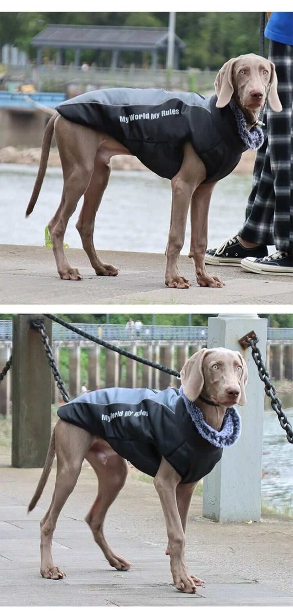 Waterproof Jacket for Dogs Waterproof Jacket for Dogs